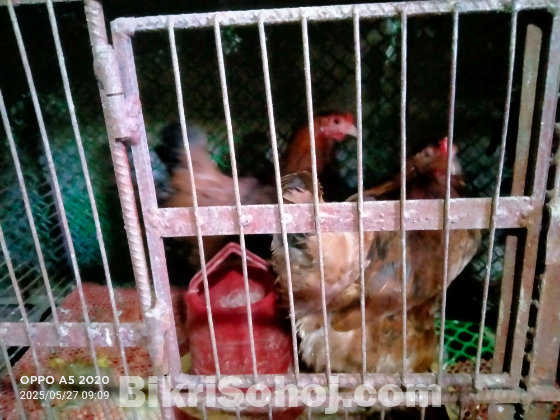 লাল ব্রামহা মুরগী